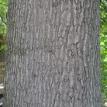Red Oak Bark