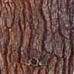Bark of the Northern White Pine