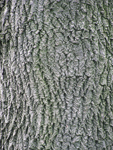 Bark of the White Ash Tree
