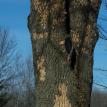 Flecking caused by  Woodpecker damage