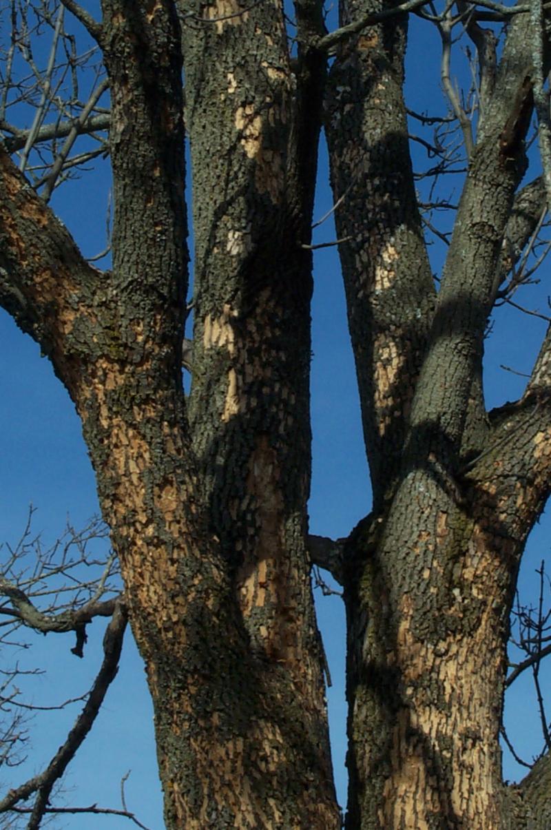 Symptoms of an Ash tree with Emerald Ash Borer infestation