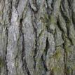Bark of the Burr Oak